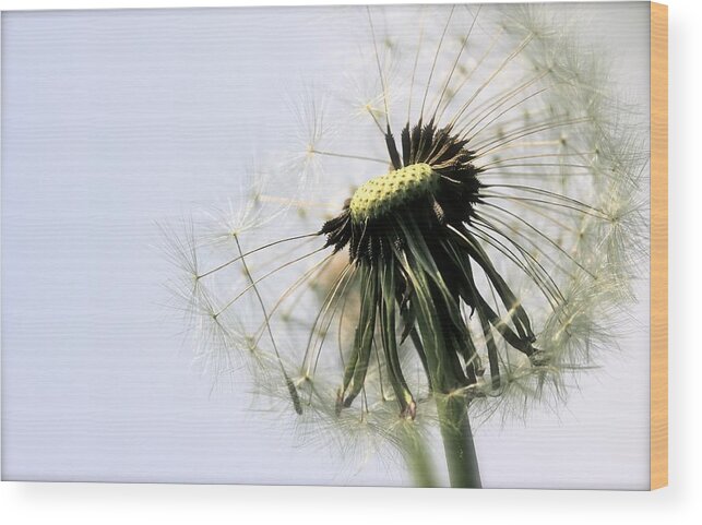 Nature Wood Print featuring the photograph Dandelion Puff by Tracy Male