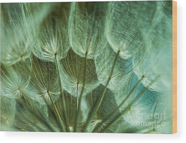 Macro Wood Print featuring the photograph Dandelions 06 by Iris Greenwell