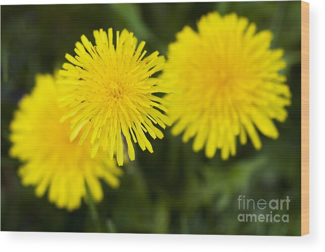 Dandelion Wood Print featuring the photograph Dandy Lion by Patty Colabuono
