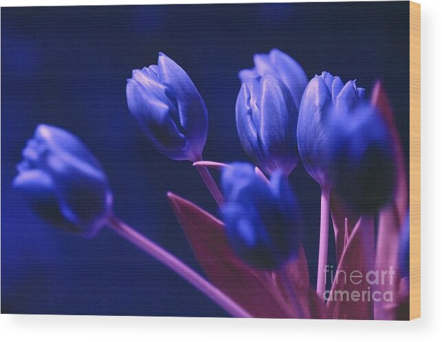 Dark Blue Tulips Wood Print featuring the photograph Dark Blue Tulips by Silva Wischeropp