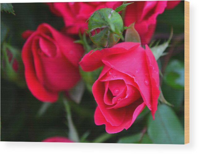 Roses Wood Print featuring the photograph Dark Pink Roses #1 by Beth Venner