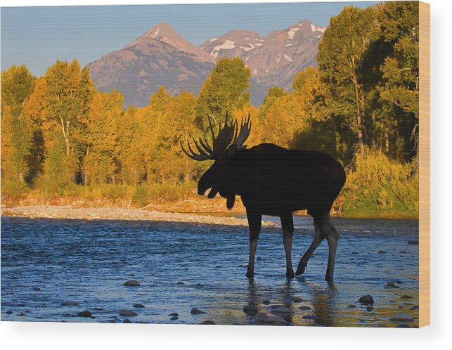 Bull Moose Wood Print featuring the photograph Dark side Moose                by Aaron Whittemore