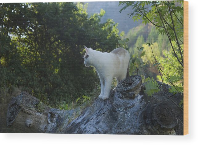 Cat Wood Print featuring the photograph Dawn Patrol by Theresa Tahara
