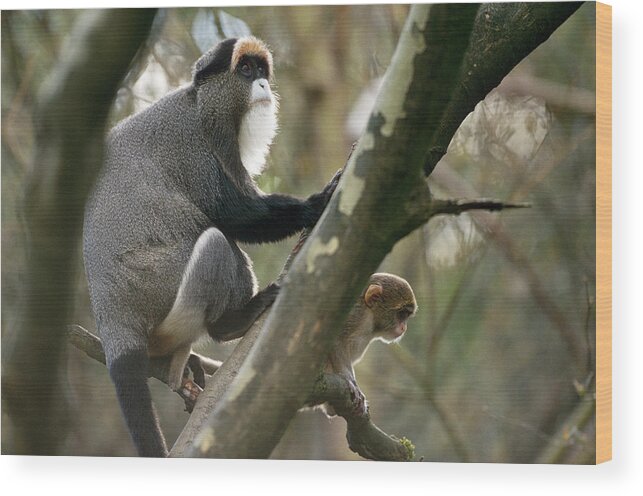 Africa Fauna Wood Print featuring the photograph De Brazzas Monkeys by F. Stuart Westmorland