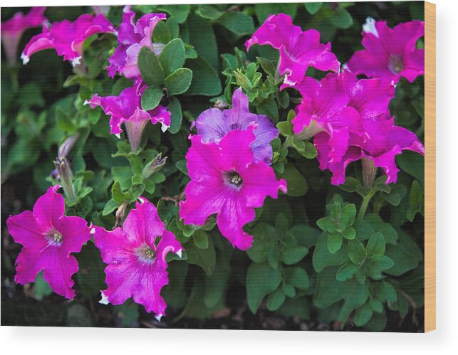 Nature Wood Print featuring the photograph Deep Pink Ruffled Star Flowers by Linda Phelps