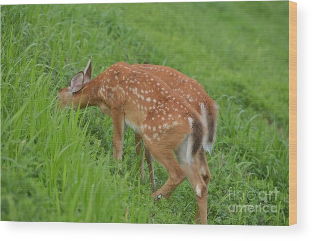 Wood Print featuring the photograph Deer 43 by Cassie Marie Photography