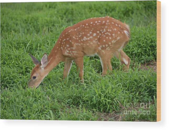 Deer Wood Print featuring the photograph Deer 46 by Cassie Marie Photography