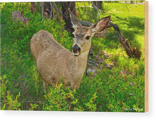 Deer Wood Print featuring the photograph Deer And Near by Steven Barrows