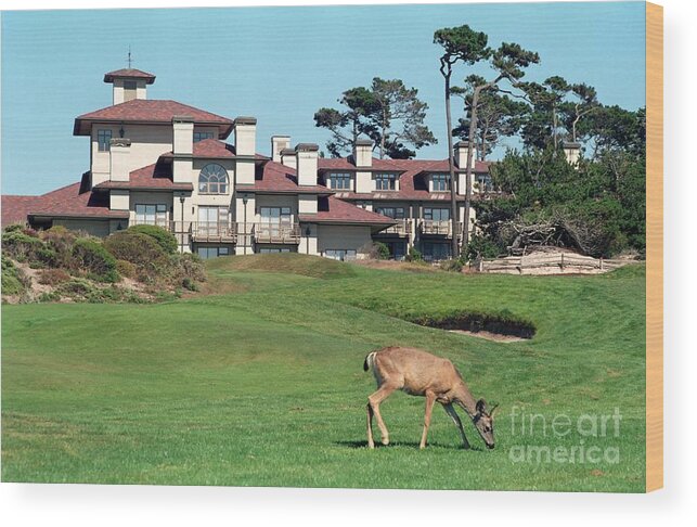 Pebble Beach Wood Print featuring the photograph Deer at Spanish Bay by James B Toy
