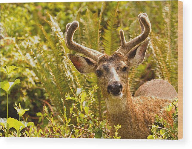 Deer Wood Print featuring the photograph Deer Buck in Velvet by Peggy Collins