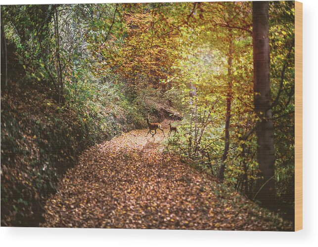 Animal Themes Wood Print featuring the photograph Deer In The Autumn Forest by Deimagine