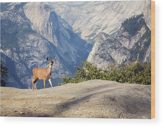 Alertness Wood Print featuring the photograph Deer In Yosemite by Malcolm Macgregor