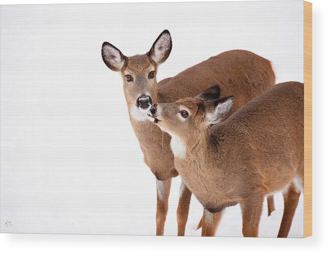 Deer Wood Print featuring the photograph Deer Kisses by Karol Livote
