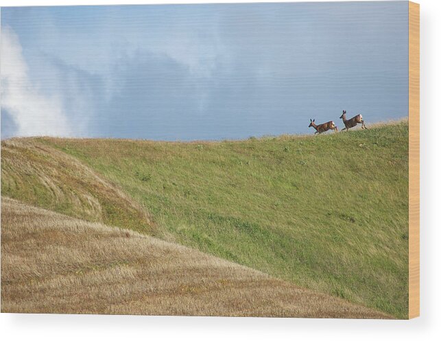 Deer Wood Print featuring the photograph Deer Taking Flight by Mary Lee Dereske