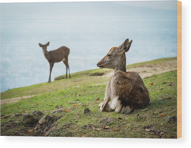 Grass Wood Print featuring the photograph Deers by Copyrights(c) All Rights Reserved By Haruhisa Yamaguchi