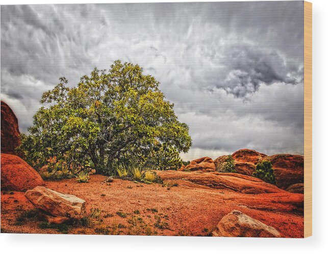 Nature Wood Print featuring the photograph Defying the Storm by Lincoln Rogers