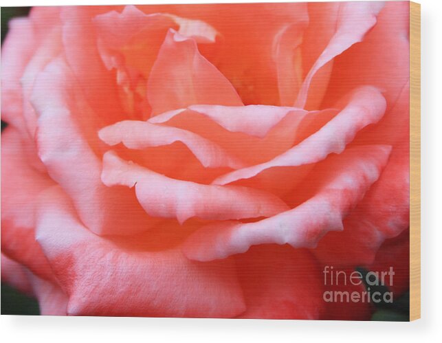 Pink Wood Print featuring the photograph Delicate Pink Petals by Jayne Carney