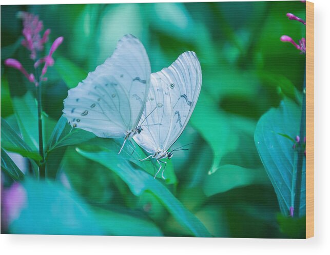 Butterflies Wood Print featuring the photograph Delicate Twins by Paul Johnson