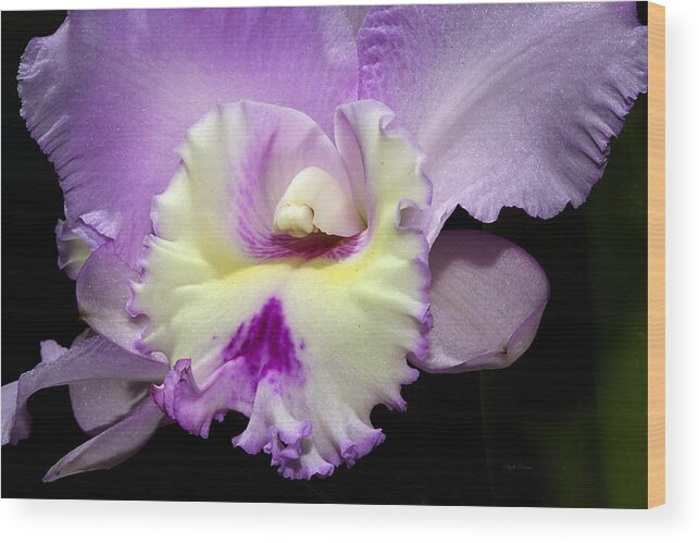 Orchid Wood Print featuring the photograph Delicate Violet Orchid by Phyllis Denton
