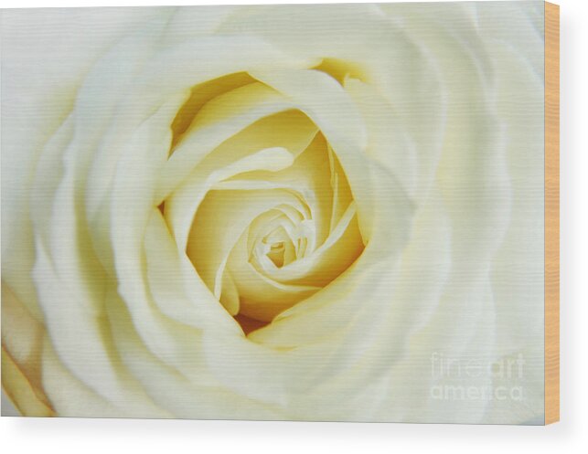 Rose Wood Print featuring the photograph Delicate White Rose by Eden Baed