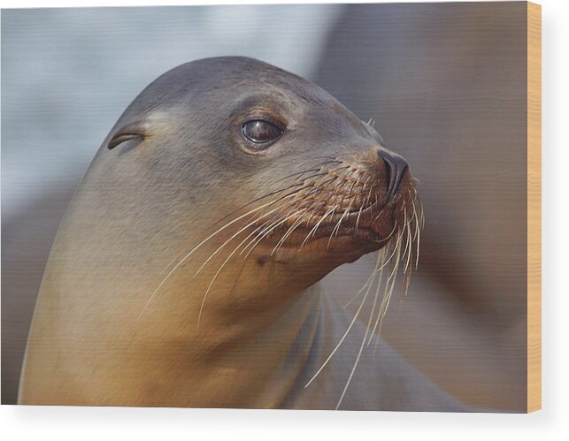 Sea Lion Wood Print featuring the photograph Demure by Leda Robertson