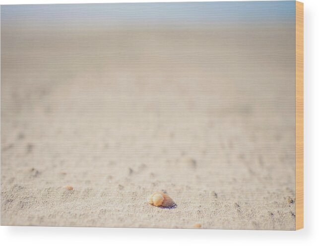 Tranquility Wood Print featuring the photograph Denmark, Romo, Shell On Sand At North by Westend61
