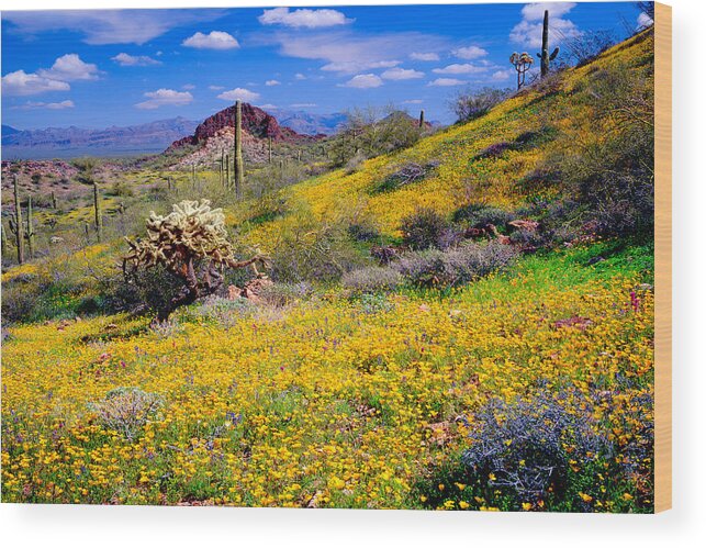 Arizona Desert Wood Print featuring the photograph Desert Gold by Frank Houck