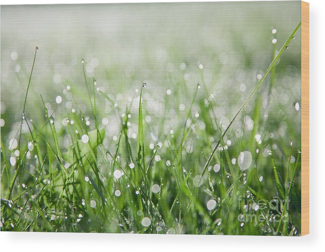 Dew Wood Print featuring the photograph Dew Drenched Morning by Jan Bickerton