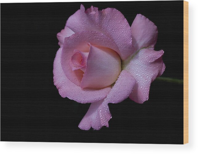 Rose Wood Print featuring the photograph Dewy by Doug Norkum