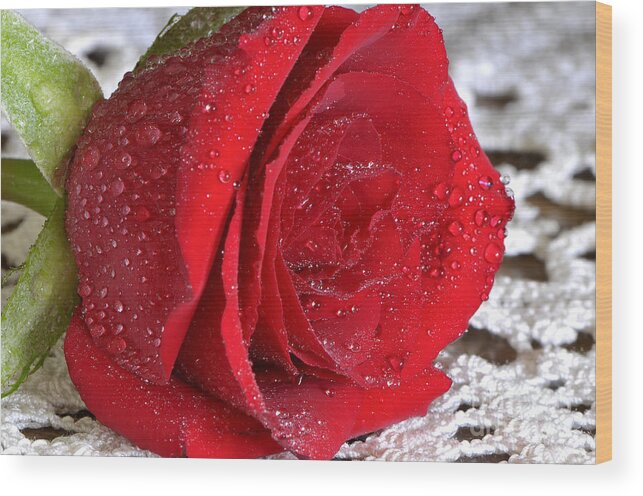Red Rose Wood Print featuring the photograph Dewy Fresh by Sharon Talson