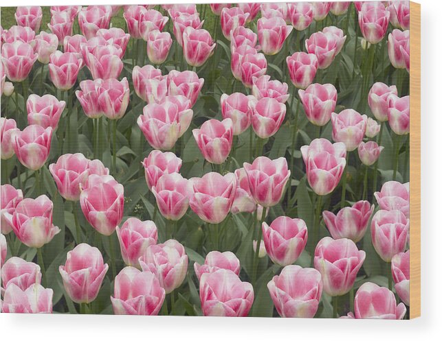 Flpa Wood Print featuring the photograph Diamond Tulip Flowering Netherlands by Bill Coster