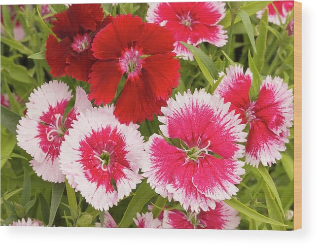 Dianthus Wood Print featuring the photograph Dianthus 'summer Splash' Flowers by Ann Pickford