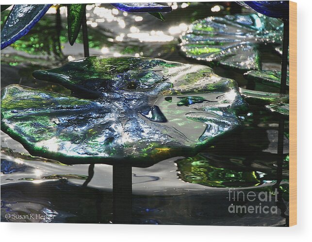 Glass Wood Print featuring the photograph Dichromic Lily Pad by Susan Herber