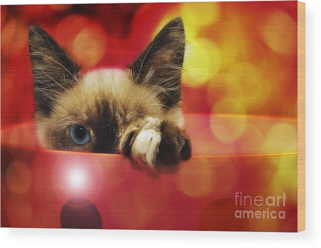 Andee Design Cats Wood Print featuring the photograph Disco Kitty 1 by Andee Design