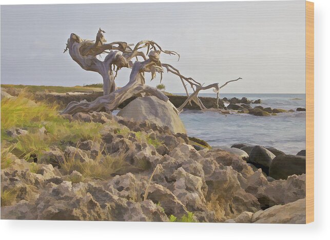Aruba Wood Print featuring the photograph Divi Divi Tree on the Coastline of Aruba by David Letts
