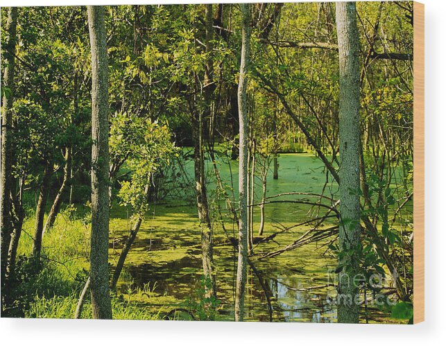 Wetlands Wood Print featuring the photograph Do Not Disturb by William Norton
