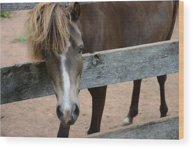 Animals Wood Print featuring the photograph Do you like my hair? by Ricardo Dominguez