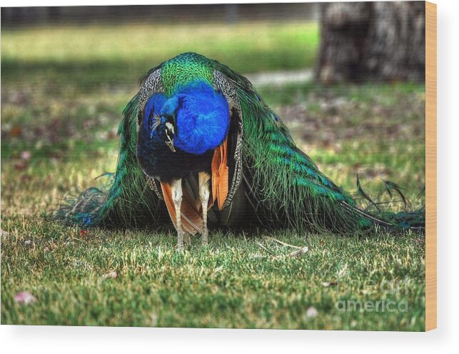 Peacock Wood Print featuring the photograph Do You Like My Shoes? by Phillip Garcia