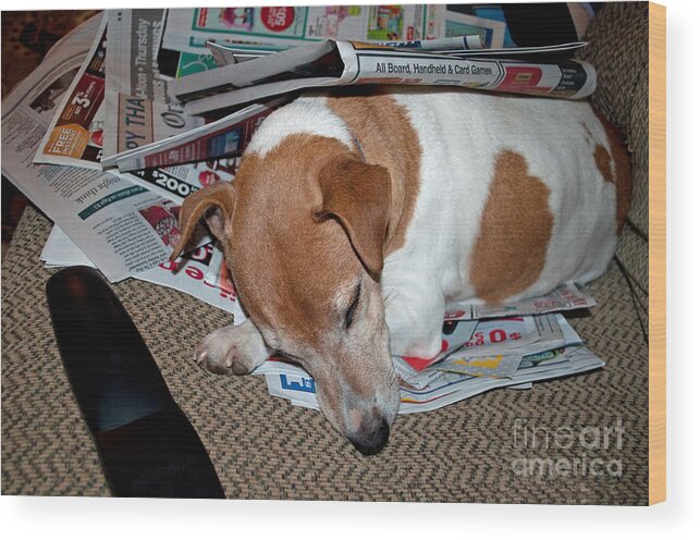 Dog Wood Print featuring the photograph Dog Nap by Gwyn Newcombe