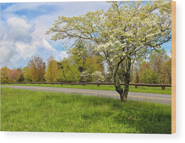 Dogwoods At Dickey Ridge Wood Print featuring the photograph Dogwoods at Dickey Ridge by Rachel Cohen