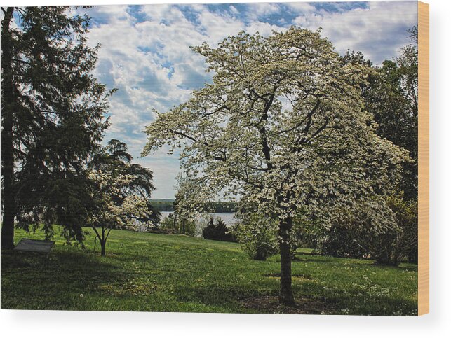 Dogwood Wood Print featuring the photograph Dogwoods In Summer by Judy Vincent