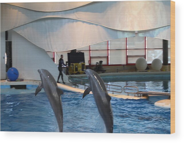 Inner Wood Print featuring the photograph Dolphin Show - National Aquarium in Baltimore MD - 1212255 by DC Photographer
