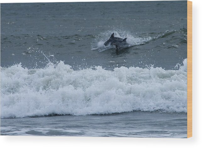 Dophins Wood Print featuring the photograph Dolphins at Play by Greg Graham