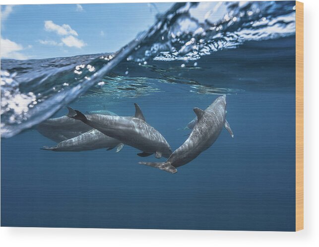 Dolphin Wood Print featuring the photograph Dolphins by Barathieu Gabriel