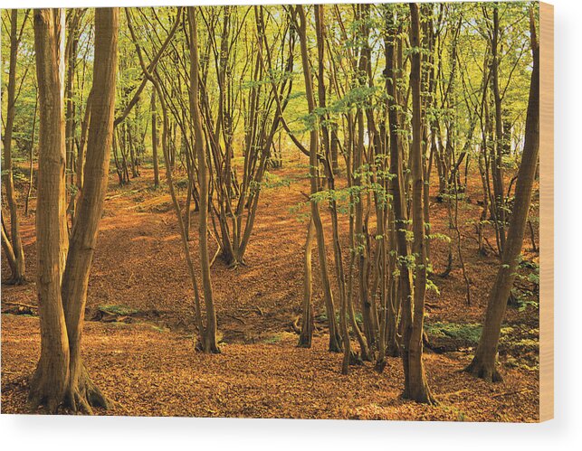 Autumn Landscape Wood Print featuring the photograph Donyland Woods by David Davies