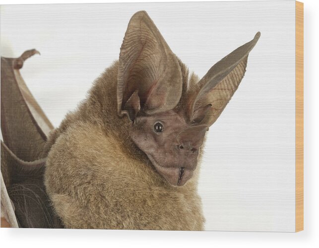 Feb0514 Wood Print featuring the photograph Dorbignys Round-eared Bat Suriname by Piotr Naskrecki