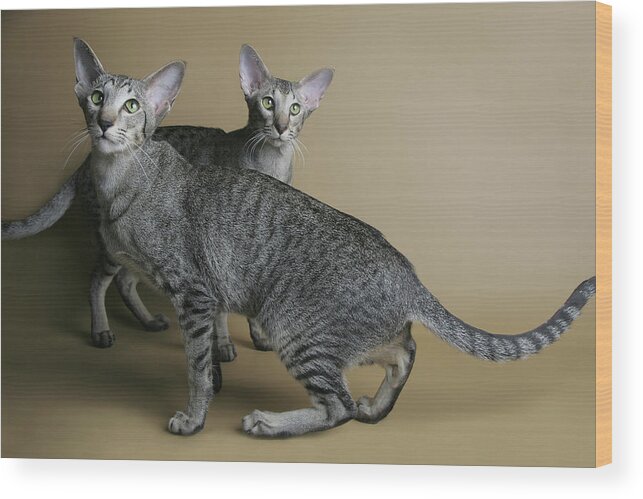 Purebred Cat Wood Print featuring the photograph Dotted Oriental Cats Dancing by Jehandmade