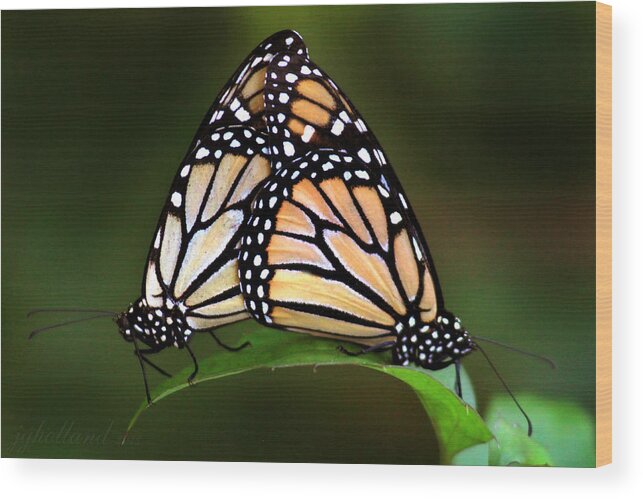 Monarch Wood Print featuring the photograph Double Monarch by Joseph G Holland