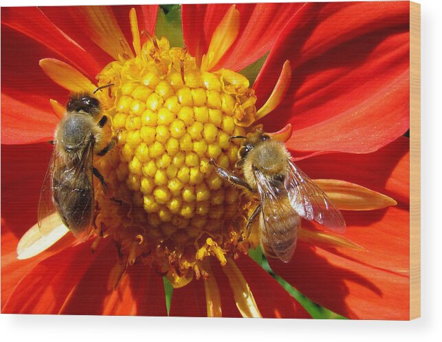 Bees Wood Print featuring the photograph Double Trouble by Lori Lafargue