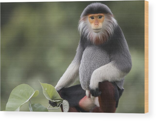 Cyril Ruoso Wood Print featuring the photograph Douc Langur Male Vietnam by Cyril Ruoso